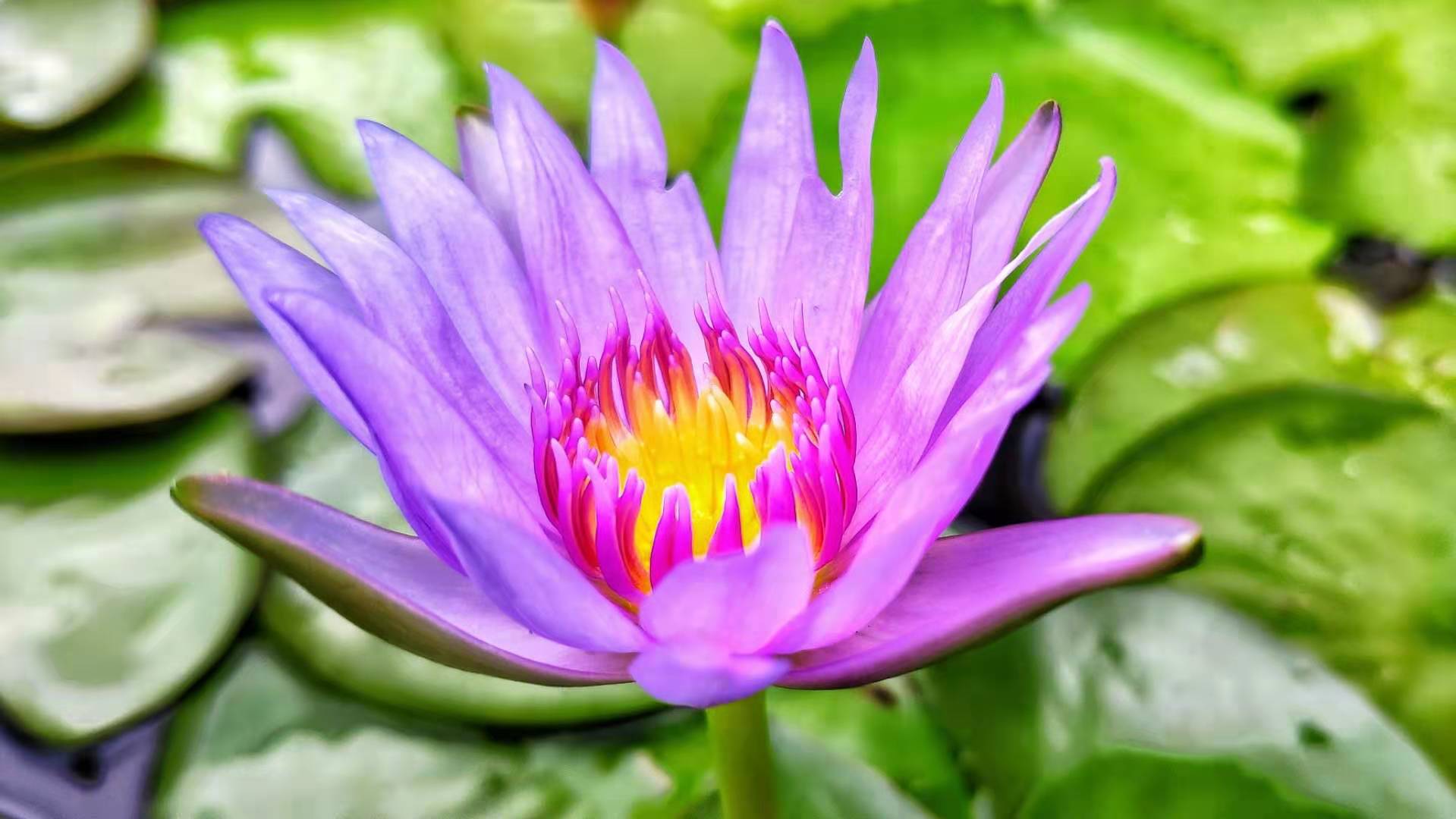 Lotus flower - 01.jpg