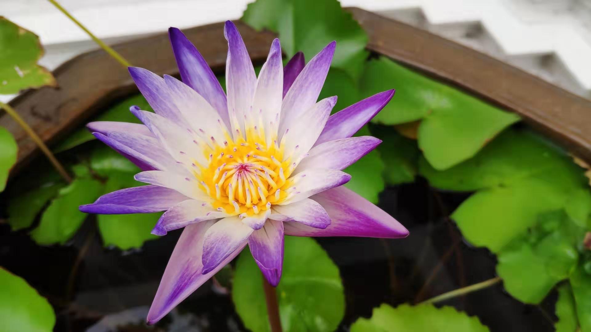 Lotus flower - 02.jpg